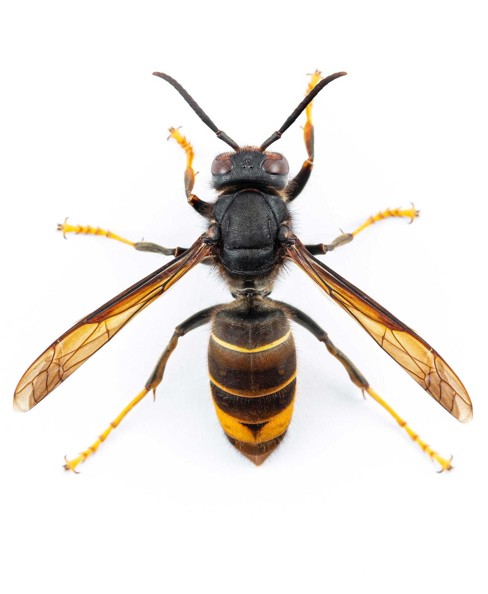 asian-hornet-2