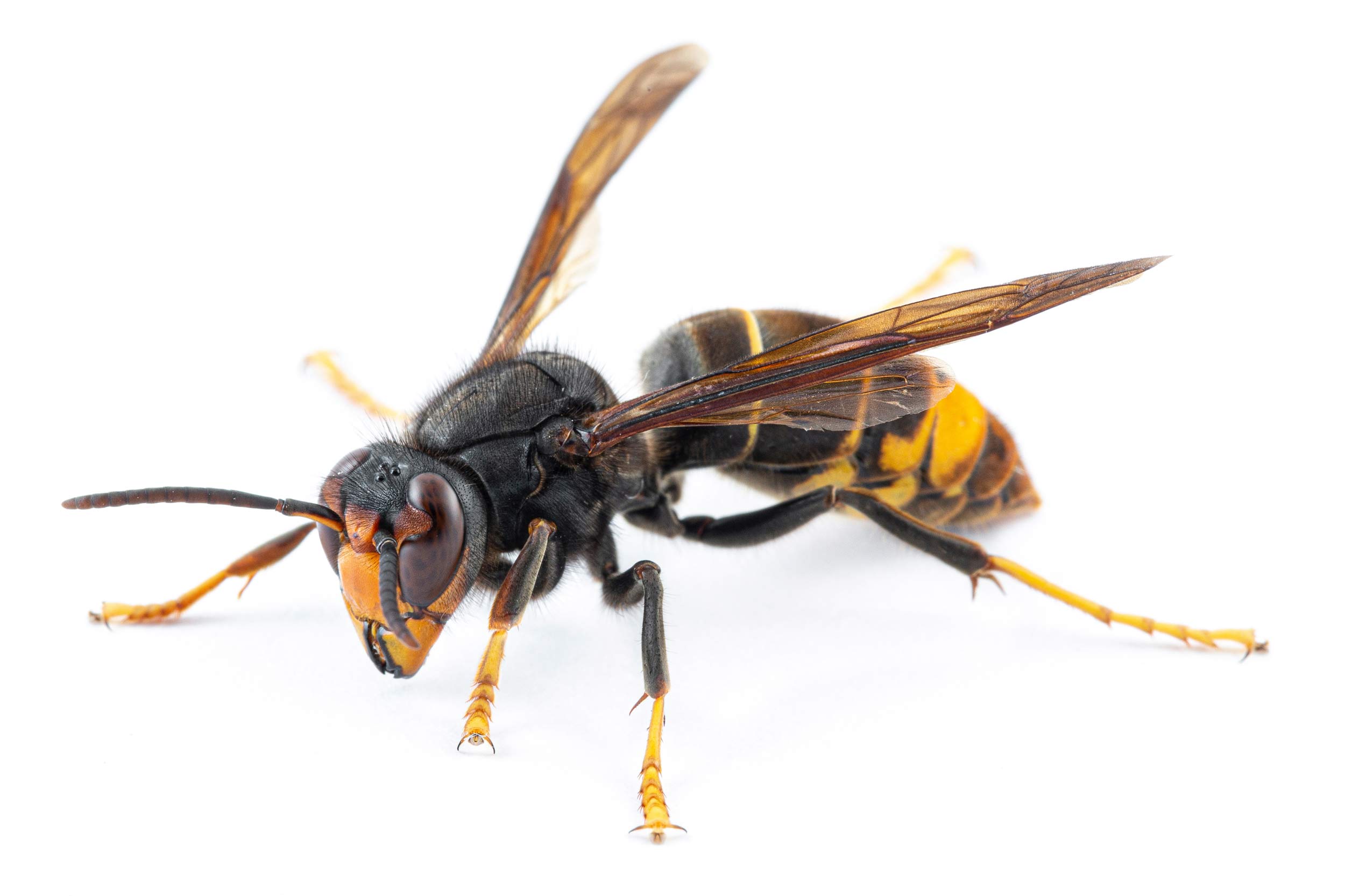asian-hornets