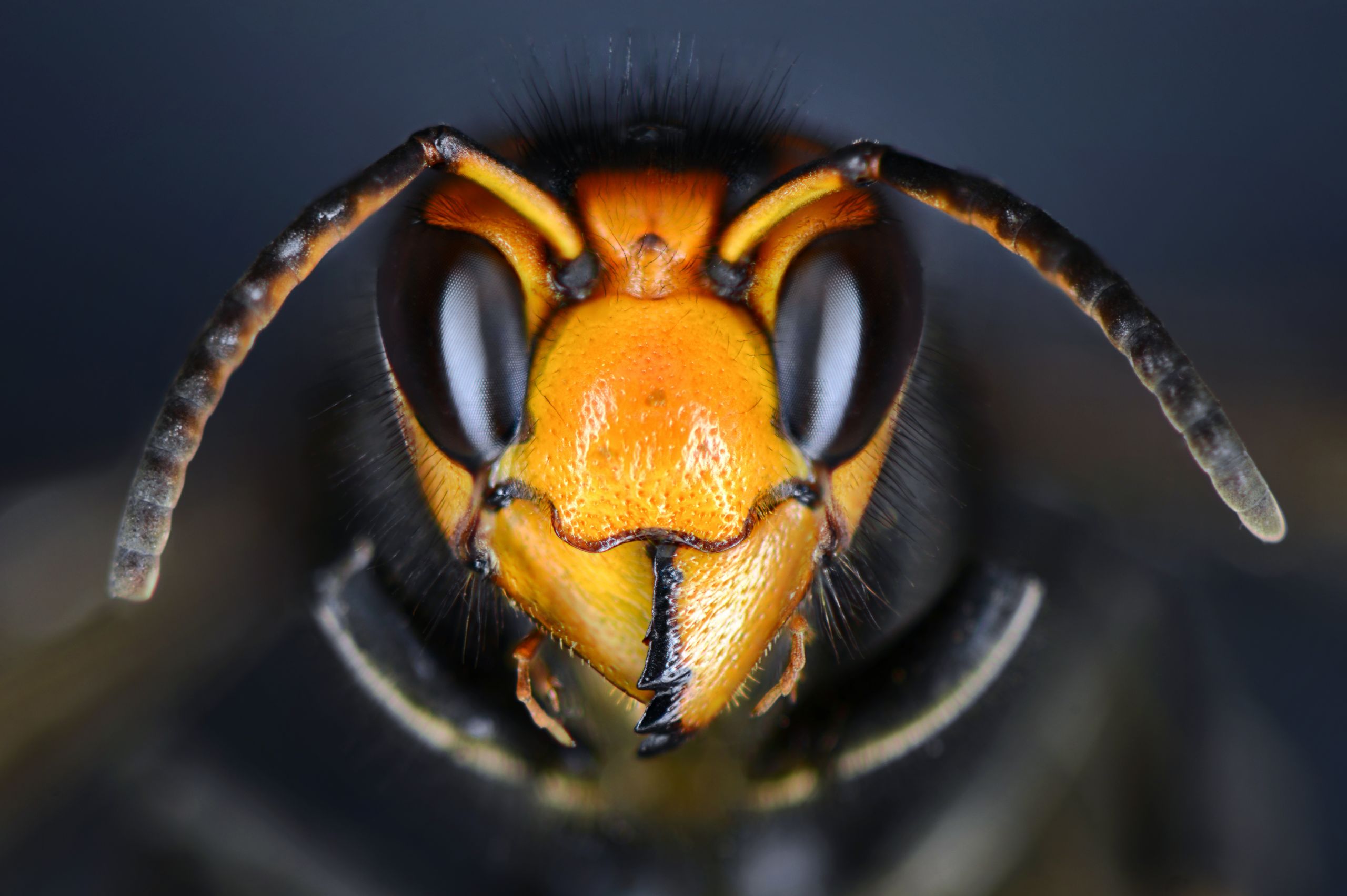 The Danger of Asian Hornets